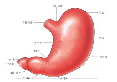 胃 位置|解剖学/胃